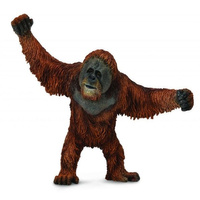 Orangutan L Collecta