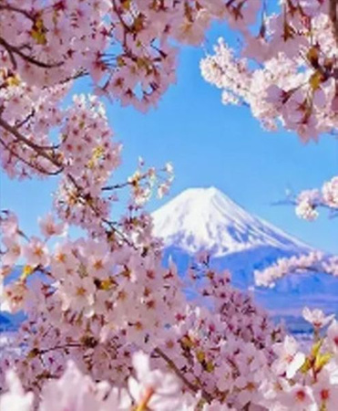 DIAMENTOWA MOZAIKA KWIATY WIŚNI I GÓRA FUJI PAK 30   30X40