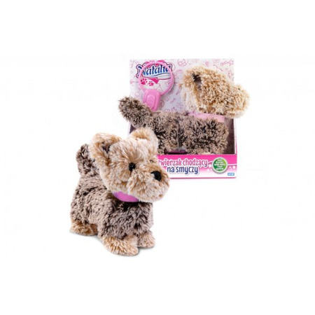 Piesek Chodzący Na Smyczy Natalia