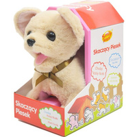 Anek Pisek Chihuahua Robi Fikołki