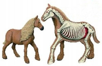 MODEL ANATOMICZNY ZWIERZĘTA KOŃ, pak 120/60 zestaw elementów do złoż
